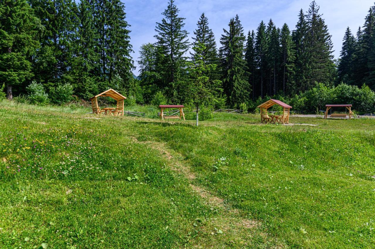 Forest Corner In Silver Mountain Of Poiana Brașov Zewnętrze zdjęcie